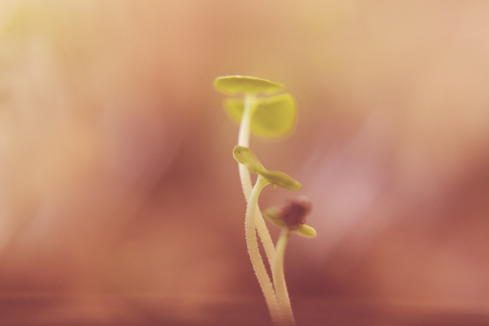 Wealth Management, Pension Planning Services